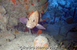 Red Hind Grouper,Palmas Del Mar Humacao, Puerto Rico by Pedro Hernandez 